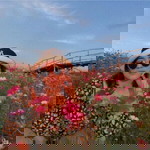 All Angz profile icon