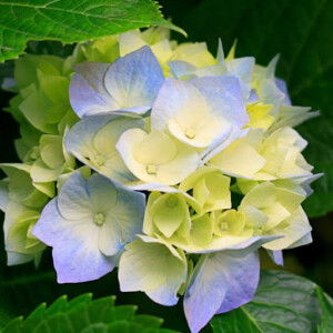 Phan ngọc ánh profile icon