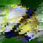 Phan ngọc ánh profile icon