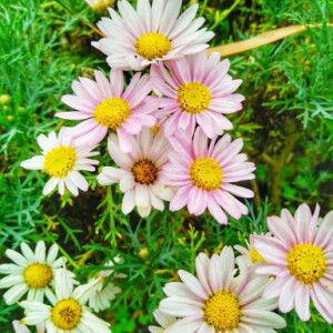 Putri Oktavina profile icon