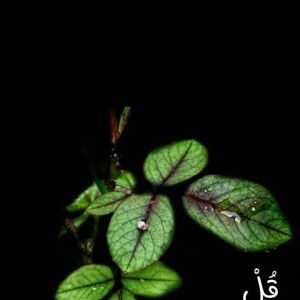 Haryati Ifani profile icon