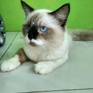 Dian Agatha Pratiwi profile icon