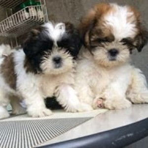 Monico Mendoza profile icon