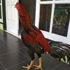 mimio love profile icon