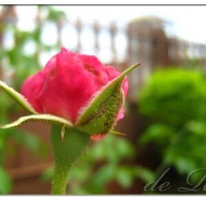 Lissa Bong profile icon