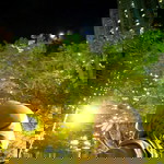 Iis Farida profile icon