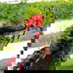 Rayha Muhayyad II profile icon