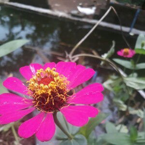 Mimi Zidan Fahmi profile icon