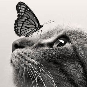 Alin Olvia profile icon