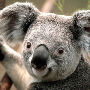 norafikah mas dery profile icon