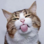 MeiLy Lyani profile icon