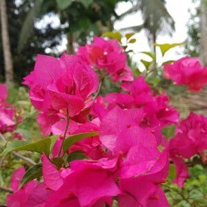 JhaRhain Tio Cuizon profile icon