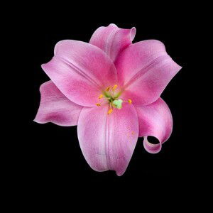 Anupun Pengnoy profile icon