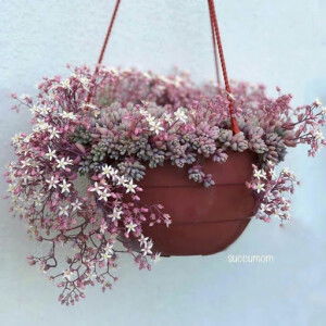 Dluri Uzlifah profile icon