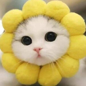 Su Su Hào Hào profile icon