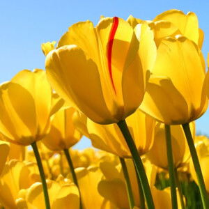 hysterix profile icon