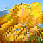 hysterix profile icon