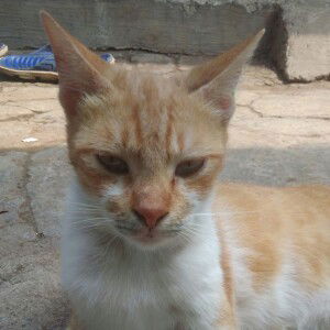 Ikha Vietria profile icon