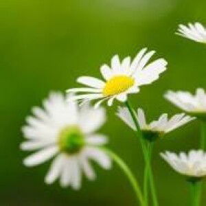 Pham Thi Lien profile icon