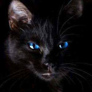 Po T Chi profile icon