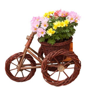 ummianis profile icon