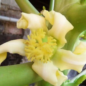 Mufiidatul Aslamiyah profile icon