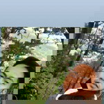 Jobeth Concepcion profile icon