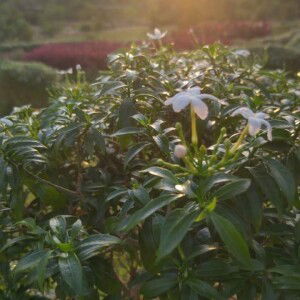 Siti Sholihah profile icon