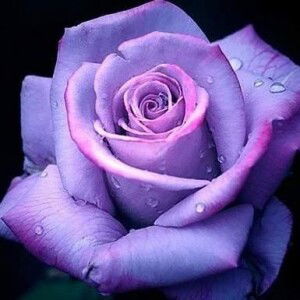 Lavender Violet profile icon