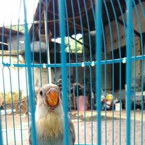 Chryz Bagasta profile icon