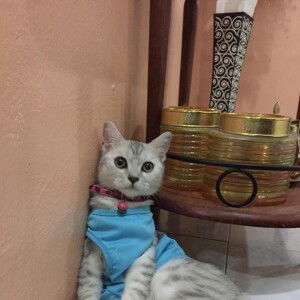 Rodiyatul Huda profile icon