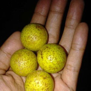 Teguh Teguh profile icon