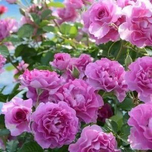 Thuy Lieu profile icon