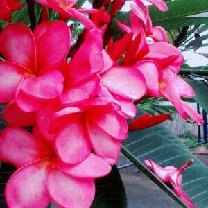 Sri Mulyani profile icon