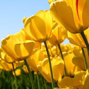 Nor Hafizan profile icon