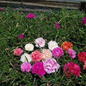 Alta Garden Rembang profile icon