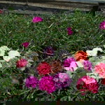 Alta Garden Rembang profile icon