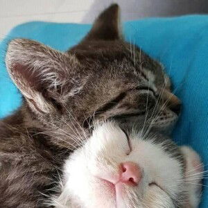 Layla Rahayu profile icon