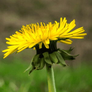 Mbak Ibud profile icon