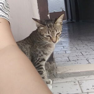 lisa febri profile icon