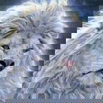 Ummu Rayyan profile icon