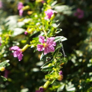 Yunita Anggraeni profile icon