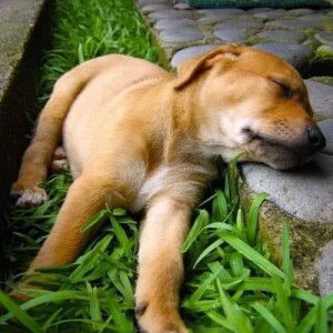 Fang Love Tonka profile icon