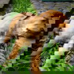 Fang Love Tonka profile icon