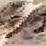 Nafsiyah Taneja profile icon