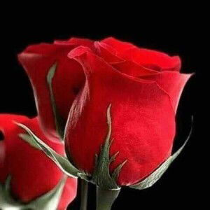 Linda Agustin profile icon