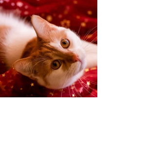 nawindabeer profile icon