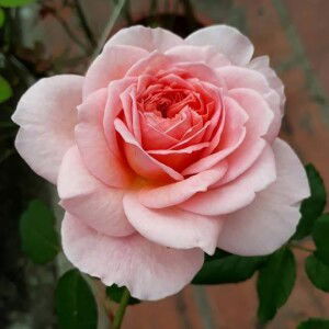 Hà Xuân profile icon