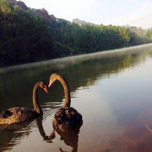 Sao P. Looknoo profile icon