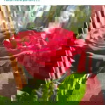 La Ela Priyantono profile icon